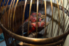 a sixth thumbnail of Mechanical bird automaton for sale